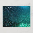 Suche nach cozumel postkarten Mexiko