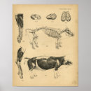Suche nach vintages schwein poster Schweine
