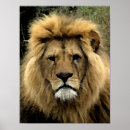 Recherche de lion posters Toile