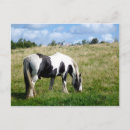 Recherche de animal photography Equestrian