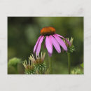 Recherche de rose et violet cartes postales Jardin