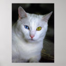 Suche nach angora poster Cat