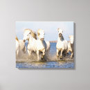 Suche nach marie poster leinwandbilder Pferd
