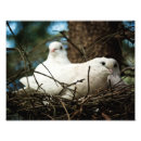 Recherche de photo de faune posters Blanc