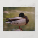 Recherche de poulailler cartes postales Oiseau