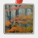 Suche nach ahorn ornamente Wald