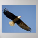 Suche nach birds of prey poster Nature