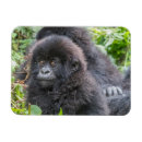 Recherche de gorille de montagne magnets Faune