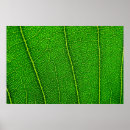 Suche nach makro poster Blatt