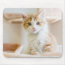 Suche nach orange und weiße katze mousepads Kätzchen