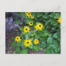Suche nach gänseblümchen postkarten Gelbe blumen