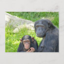 Recherche de chimpanzés cartes postales Animal