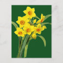 Suche nach narzissen postkarten Blume