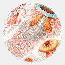 Recherche de animal marin autocollants Méduse