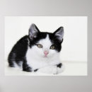 Suche nach nachdenklich poster Niedlich