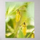 Suche nach okinawa poster Natur