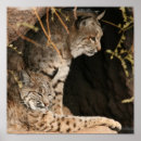 Recherche de lynx posters Prédateur