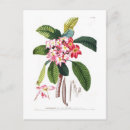 Suche nach frangipani postkarten Plumeria