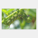 Suche nach tomato aufkleber Grün