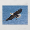 Suche nach alaska vögel postkarten Tier