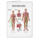 Suche nach hepatisch Anatomie
