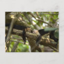 Suche nach zwei affen poster Wildtiere