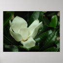 Suche nach magnolia poster Weiß