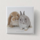 Recherche de lapins badges Animaux