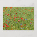 Recherche de champ des fleurs cartes postales Vert