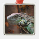 Recherche de lézards ornements Iguana