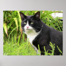 Suche nach smoking katze poster Tiere