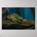 Suche nach grüner frosch poster Wild