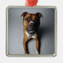 Recherche de pitbull ornements Chiot