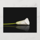 Recherche de calla lilly cartes postales Élégant