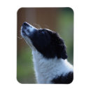 Suche nach für collies magnete Haustier
