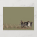 Recherche de chars cartes postales Guerre