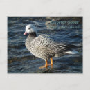 Suche nach zugvögel poster Alaska
