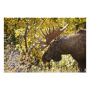 Recherche de orignaux taureau posters Animaux
