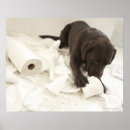 Recherche de chocolat labrador posters Animaux domestiques