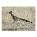 Recherche de roadrunner posters Nature
