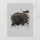 Recherche de cigogne photographie Animaux