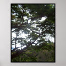 Suche nach tropische bäume poster Urlaub