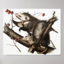 Suche nach opossums poster Tierwelt