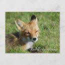 Recherche de fox cartes postales Renard rouge