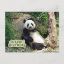 Suche nach großer panda karten Bär