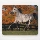 Suche nach arabische pferde mousepads Laufen