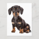 Recherche de daschund vœux cartes Chiots