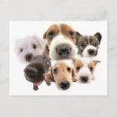 Recherche de landes cartes postales Dog