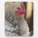 Suche nach lustiges huhn mousepads Fotografie