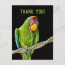 Suche nach ara postkarten Vogelvogel